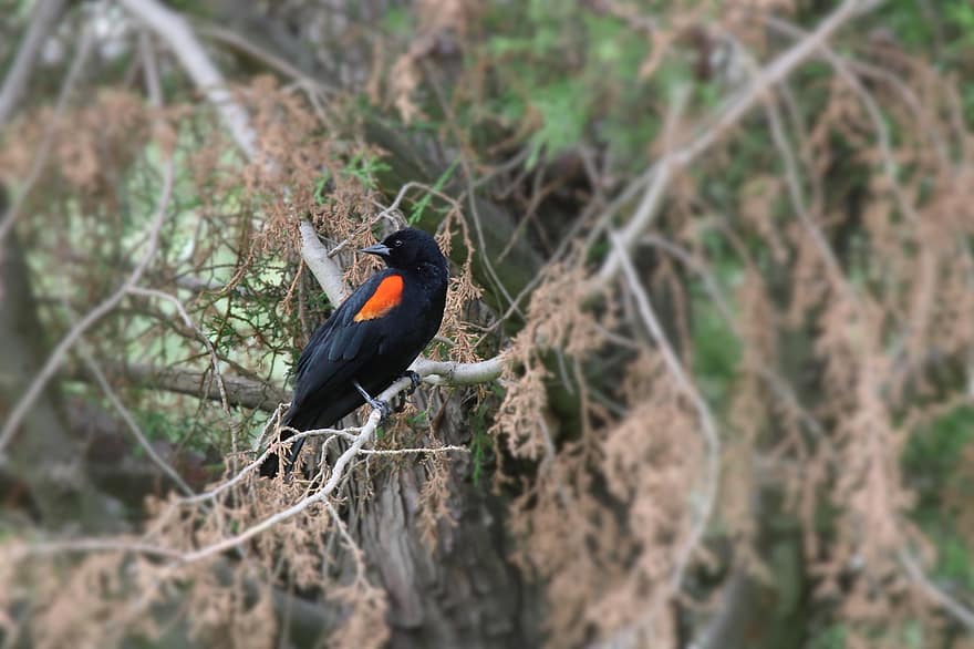 Red-winged Blackbird, Bird, Perched, Animal, Feathers, Plumage, Beak, Bill, Bird Watching, Ornithology, Animal World