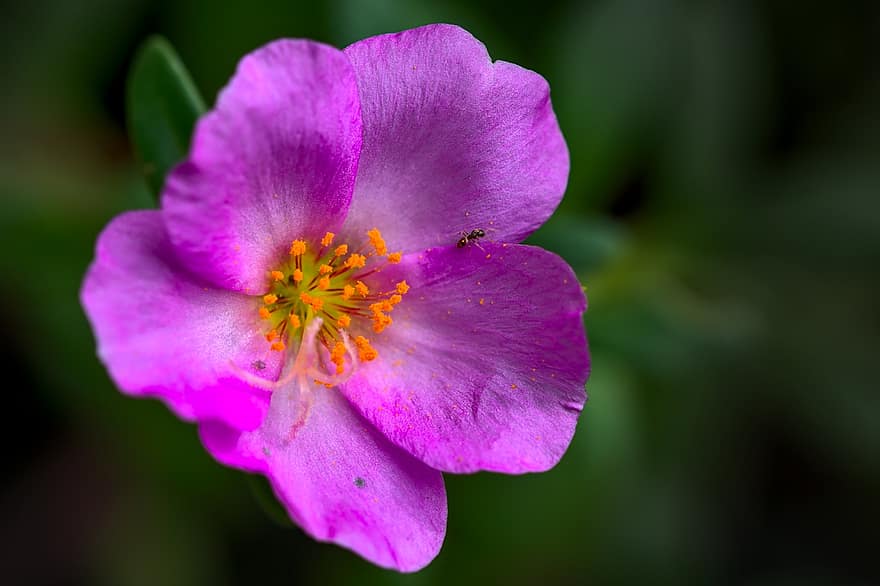 portulaca, pinke Blume, portulacaceae, rosa Blütenblätter, gelbe Stempel, blühen, Garten, romantisch, Farbe