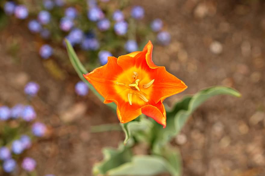 flor, tulipanes, brotes, campo, campo de tulipanes, pétalos, floración, flora, Flores de primavera, naturaleza, verde