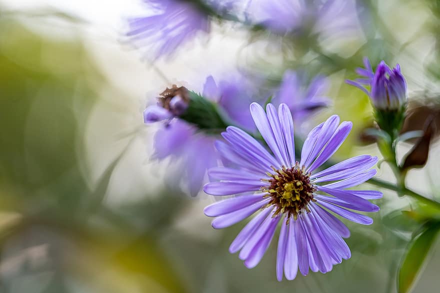 aster, lilla blomster, have, natur, eng