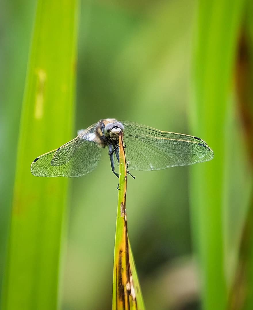 Dragonfly, Insect, Grass, Black-tailed Skimmer, Wings, Plant, Nature