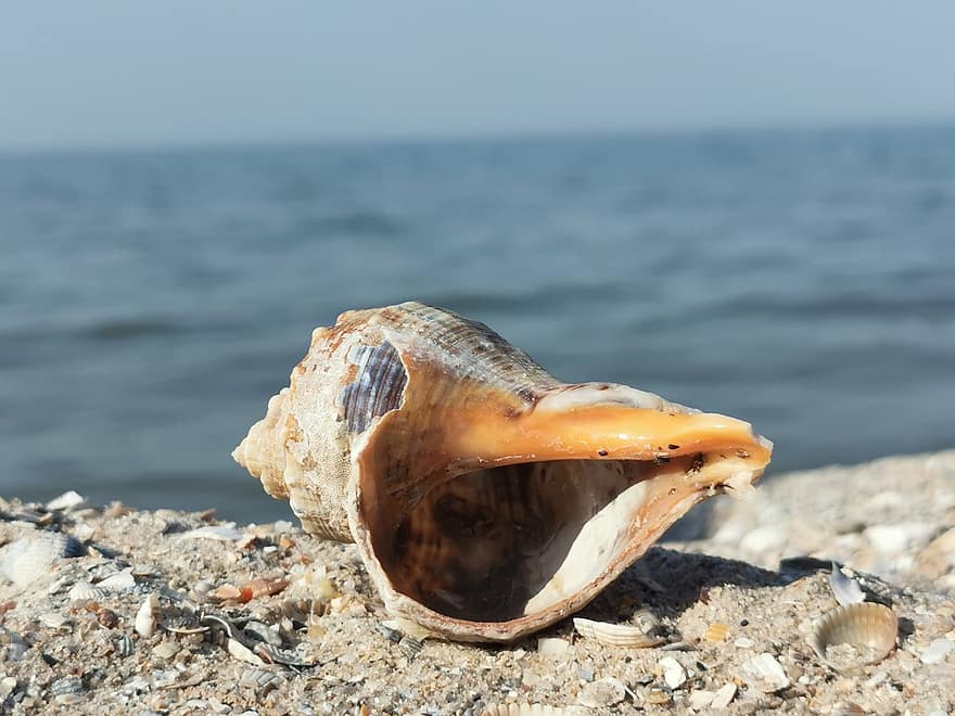 shell, moře, písek