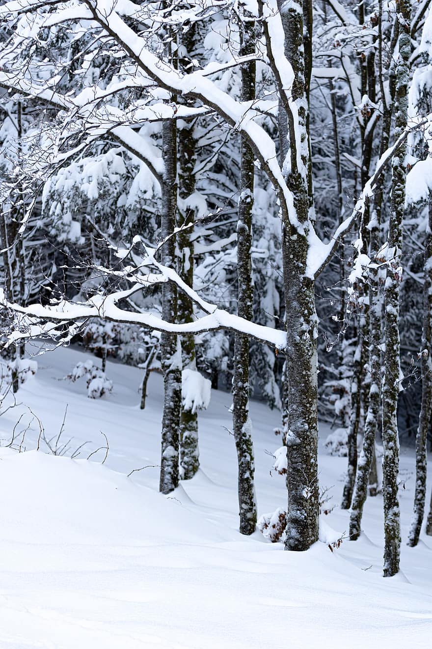 Bäume, Wald, kahle Bäume, schneebedeckt, Schneefelder, Winter, winterlich, Raureif, Schnee, kalt, Natur