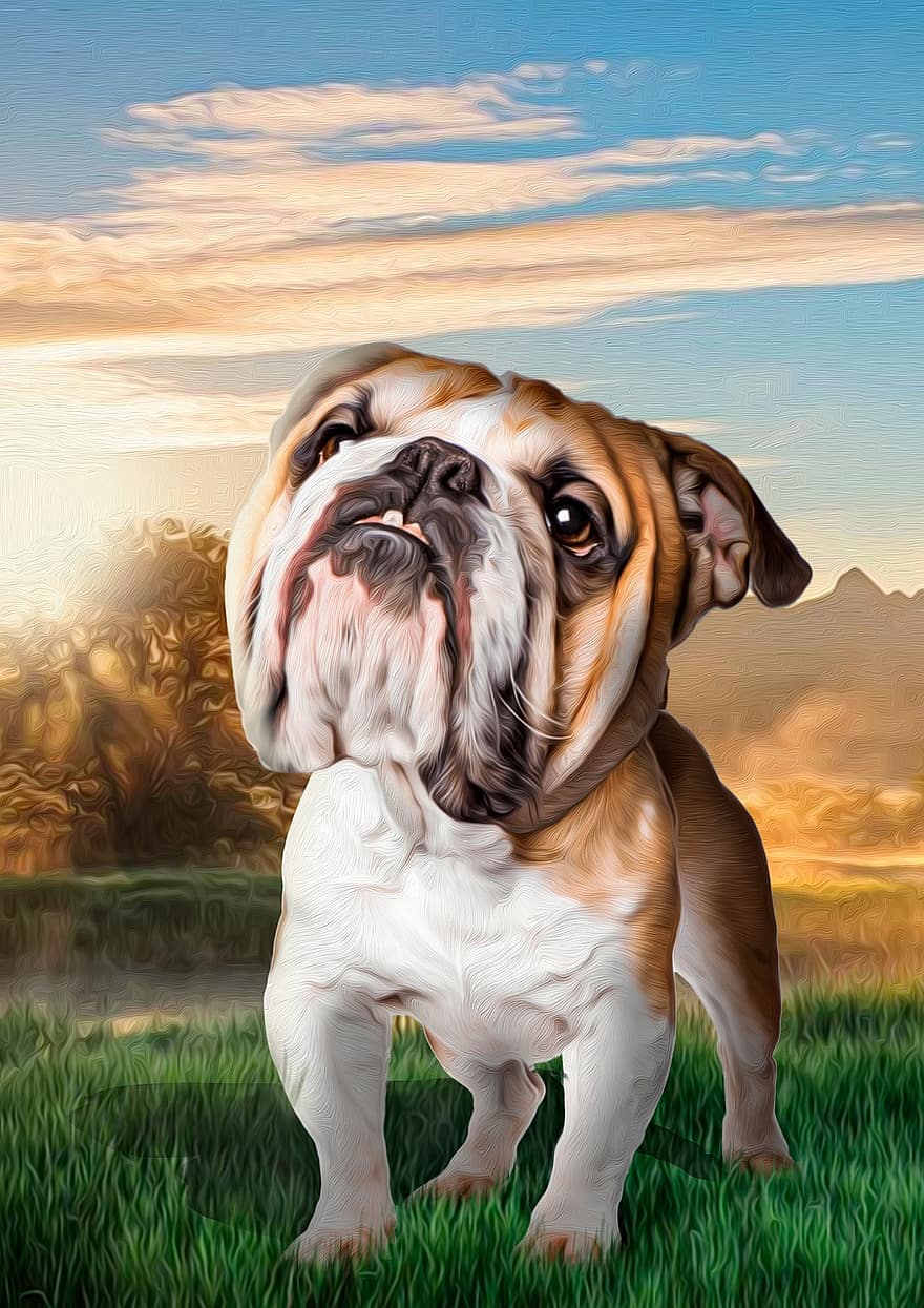 hund, kjæledyr, bulldog, photoshop, dyr, illustrasjon