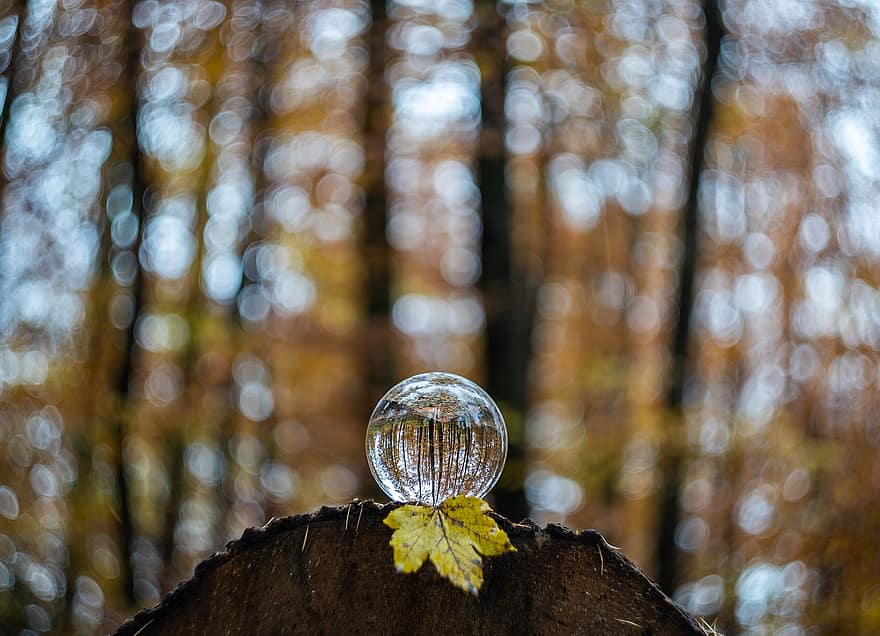 esfera de vidro, bola de lente, bola de cristal, floresta, natureza, perspectiva, bokeh, arvores