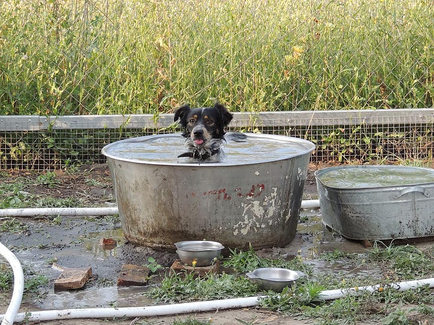 perro, perrito, bañarse