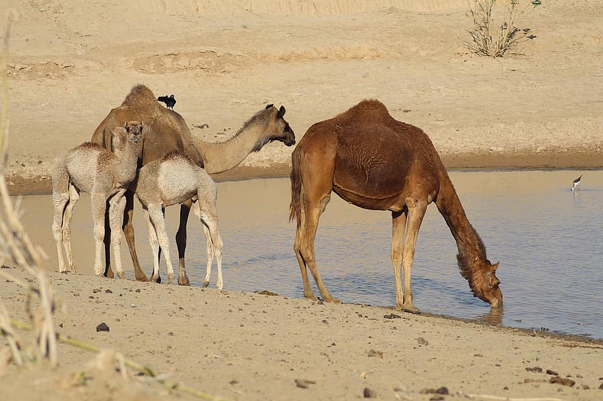 deserto, camelos, oásis, bebedouro, panorama, natureza, camelo, África, areia, camelo dromedário, duna de areia