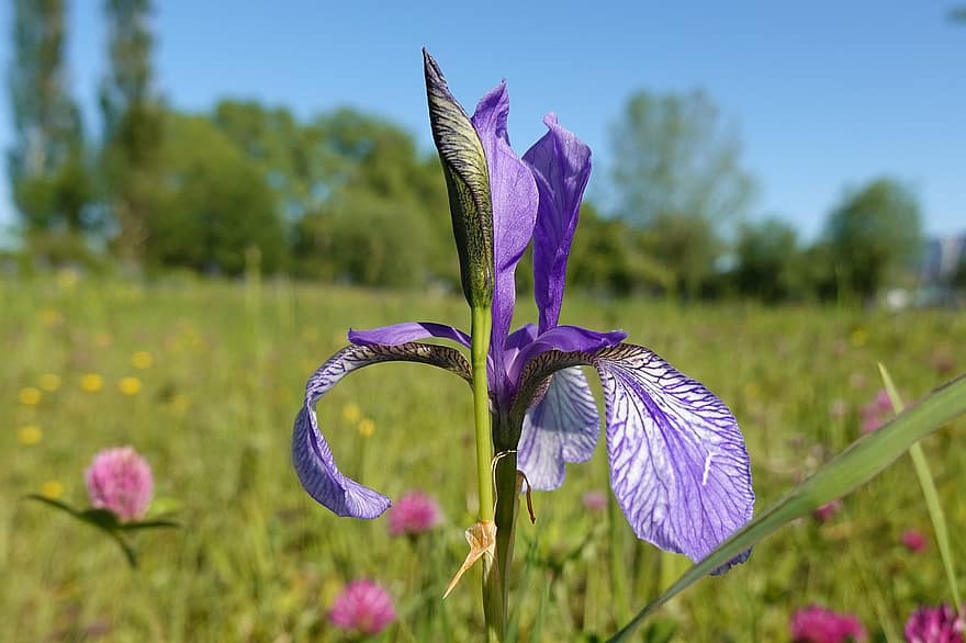 Iris, Blumenwiese