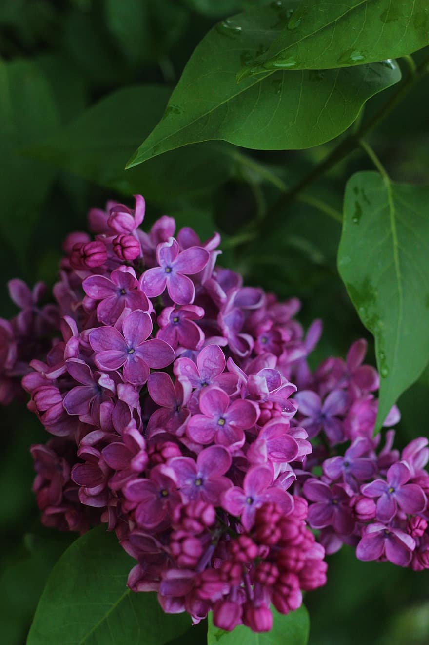 las flores, púrpura, lila, árbol, naturaleza, floración, flor, hoja, planta, de cerca, verano