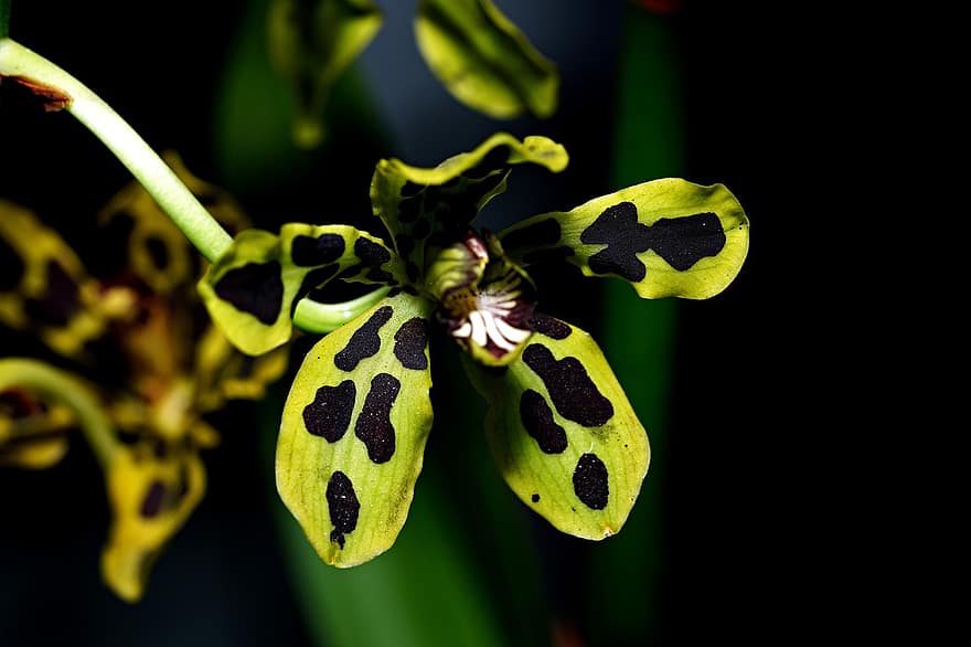 Orhideea Papua, floare, plantă, petale, a inflori, floră, natură