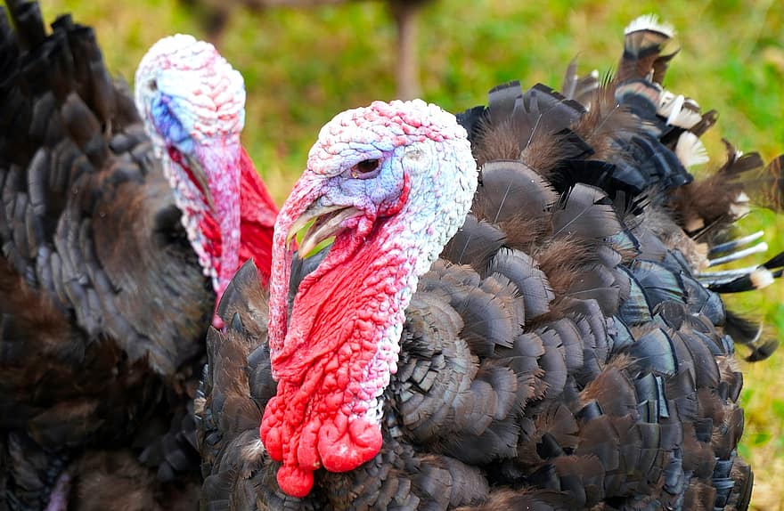Турция, птица, животное, домашняя птица, клюв, перья
