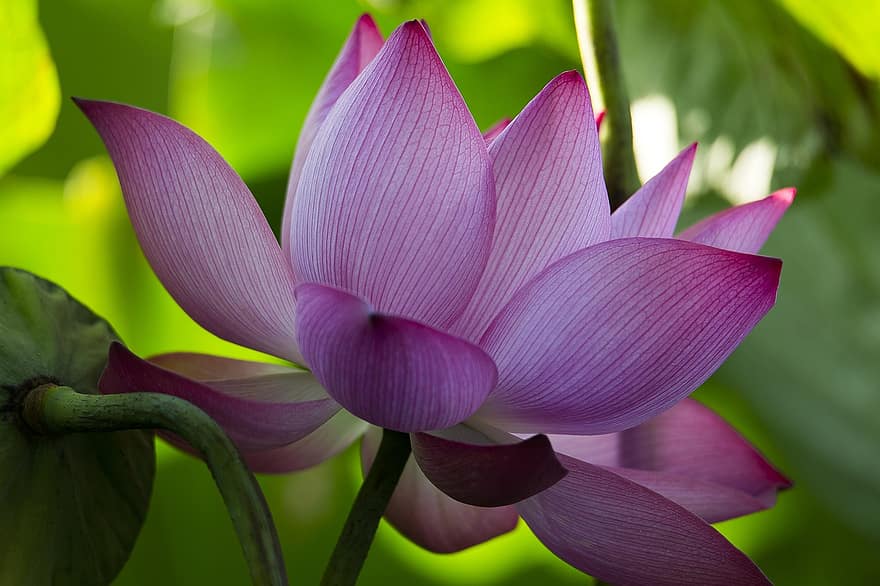 Lotus, Blume, Lotus Blume, pinke Blume, Blütenblätter, rosa Blütenblätter, blühen, Wasserpflanze, Flora