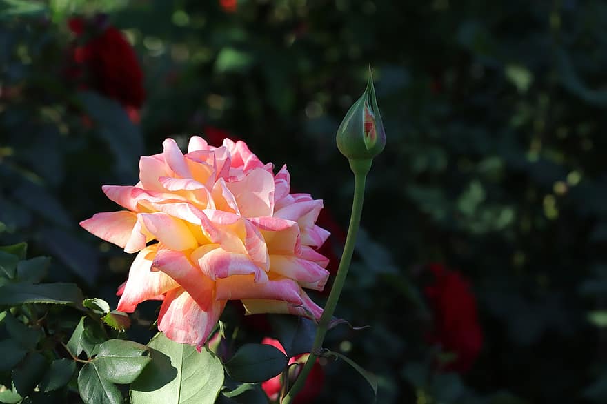 rosa, fiore, primavera, pianta, germoglio, rosa Rosa, fiore rosa, fioritura, fiore primaverile, giardino, natura