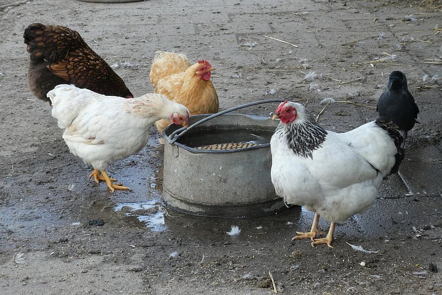 kyllinger, fugler, dyr, høner, drikkevann, vann bøtte, gård, jordbruk, husdyr, kylling, fugl