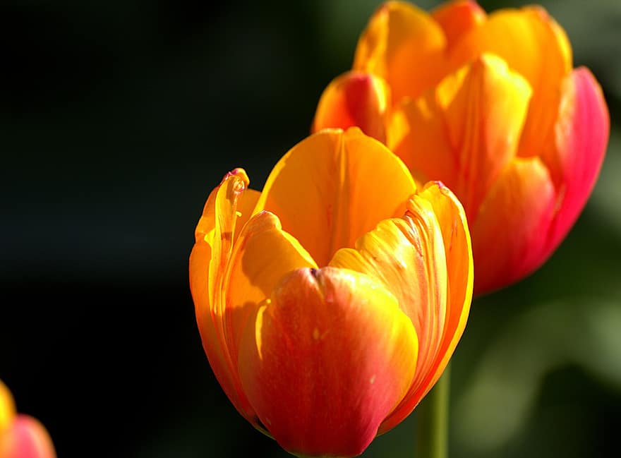 blomster, tulipaner, blomst, blomstre, botanikk, vekst, petals, makro, sesong, vår