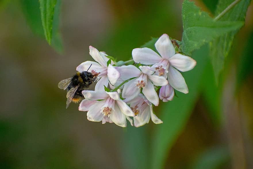 trzmiel, dzika pszczoła, pszczoła, owad, kwitnąć, kwiat, pyłek, nektar, pracowity, ciężka praca, dysze ssące, uroczy