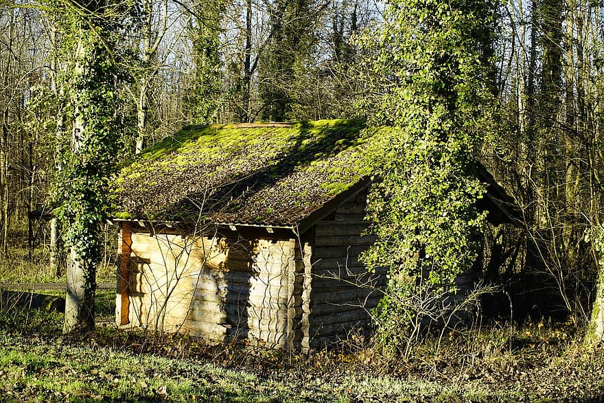 capanna, cabina, Cottage