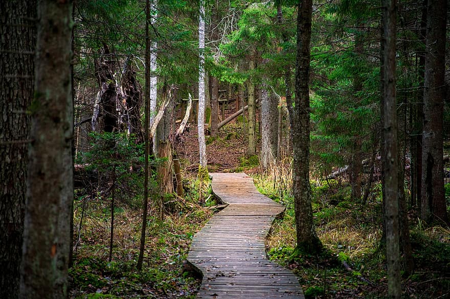 sentiero, pista, alberi, foresta, escursioni a piedi, panoramico, boschi, passerella, all'aperto, camminare, ambiente
