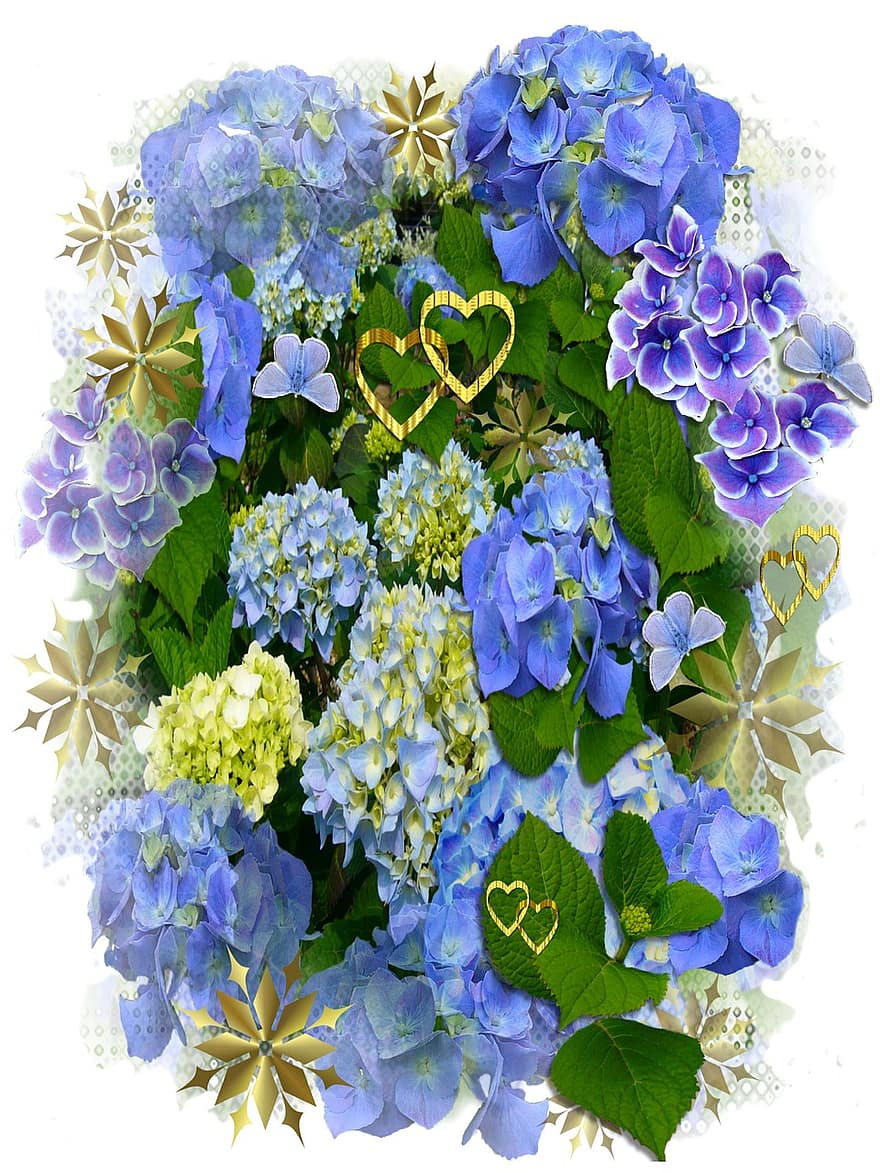 ortensie, fiori blu, cuori, floreale, pianta, naturale, fiorire, fioritura, petalo, botanico, biologico