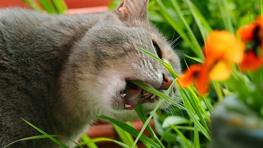 kaķis, zāli, zieds, mājdzīvnieks, kažokādas, zobi, mājas kaķis, mājdzīvnieki, gudrs, kaķi, kaķēns