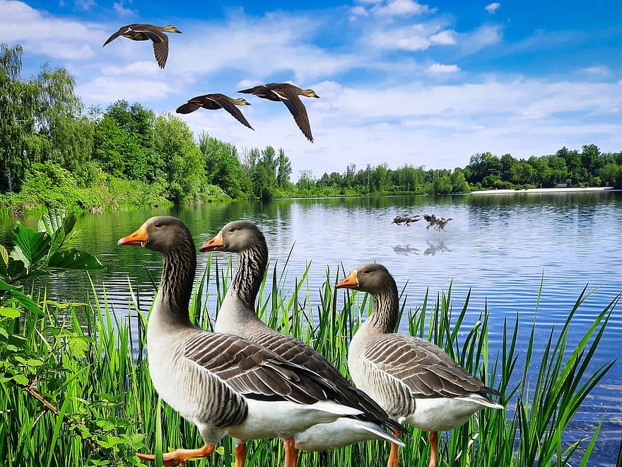 Background, Woods, Lake, Geese, Fantasy, Animals, Digital Art