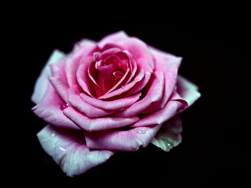 роза, розова роза, розово цвете, цвете, флора, венчелистче, едър план, цветна глава, растение, листо, романтика