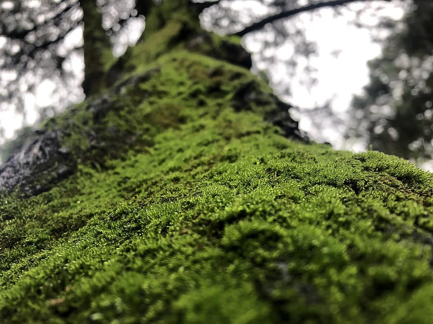 muschio, lichene, albero
