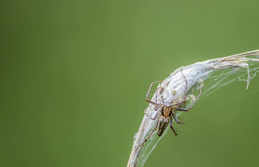 pająk, pajęczak, pajęcza sieć, pajęczyna, sieć, kula, tkacz, owad, pluskwa, arachnofobia, Natura
