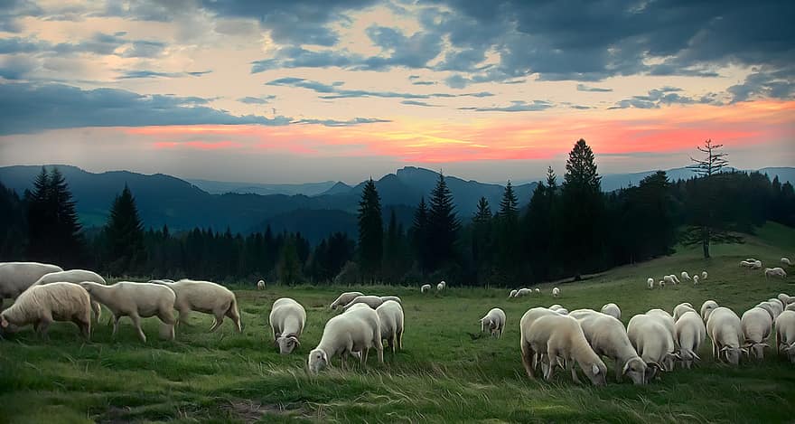 овца, антре, западно