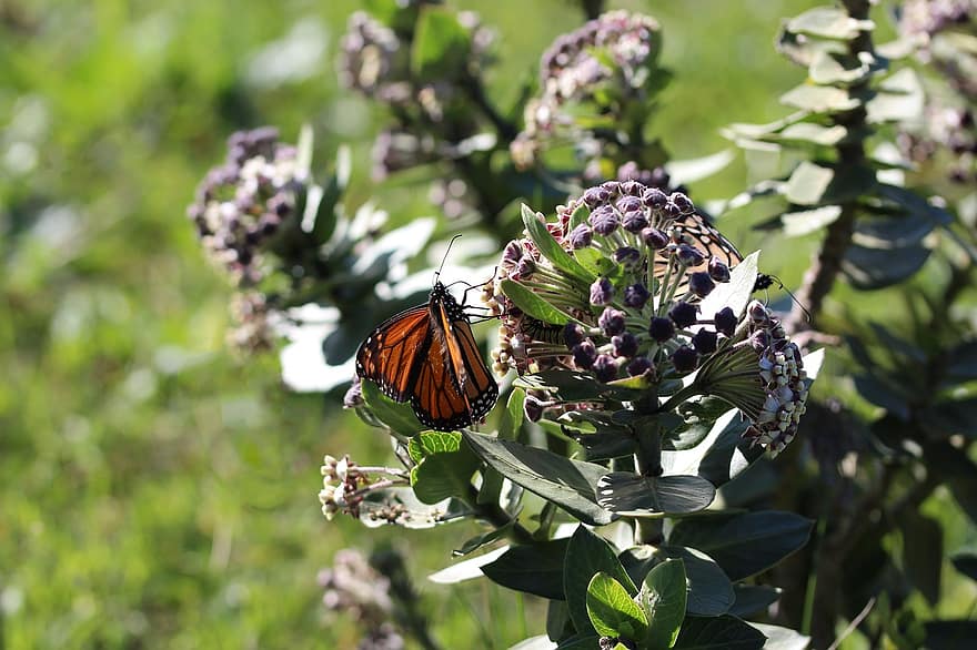 milkweed, Monarkfjäril, Fjärilsvärdanläggning, monark caterpillar, larv, gömmer, matning, insekter, djur, Amerikansk växt