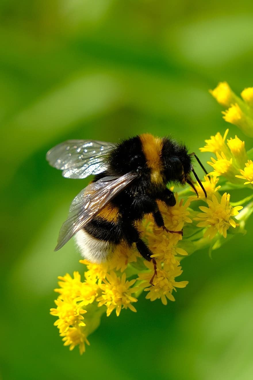 abejorro, abeja, las flores