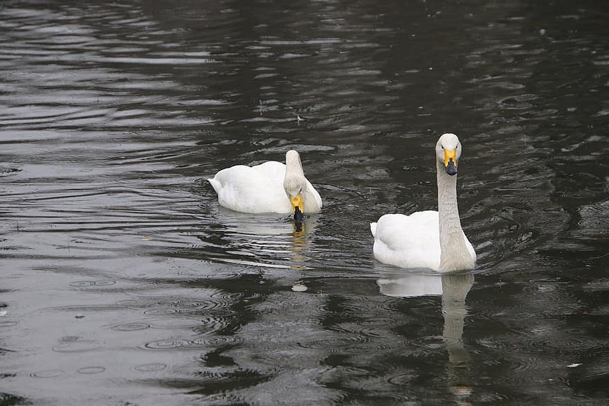 Swans, Lake, Water Birds, Birds, Aquatic Birds, Waterfowls, Animals