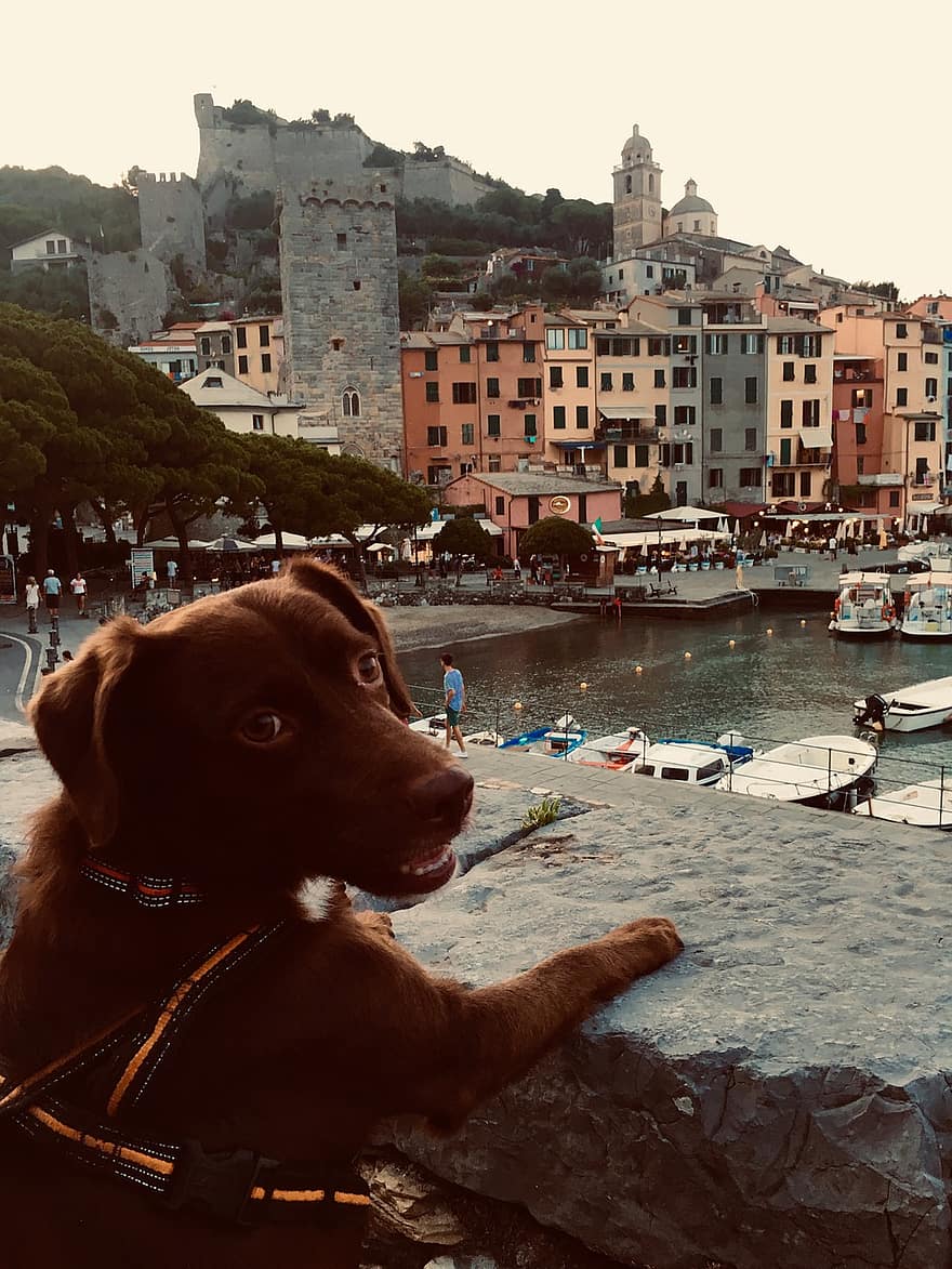 gos, caní, mascota, embarcacions, port, vista, arquitectura, ciutat, turisme, mar, costa