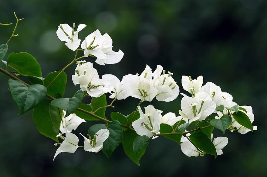 bougainvillea, blommor, växt, vita blommor, kronblad, blomma, löv, gren, natur