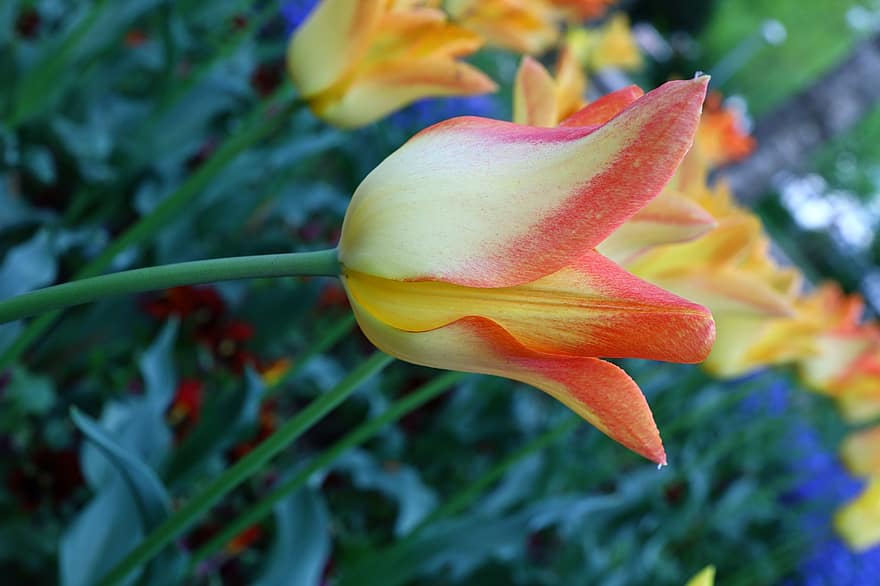 sárga tulipánok, tulipán, sárga virágok, virágok, kert, virágokat, természet, növényvilág, növény, közelkép, levél növényen