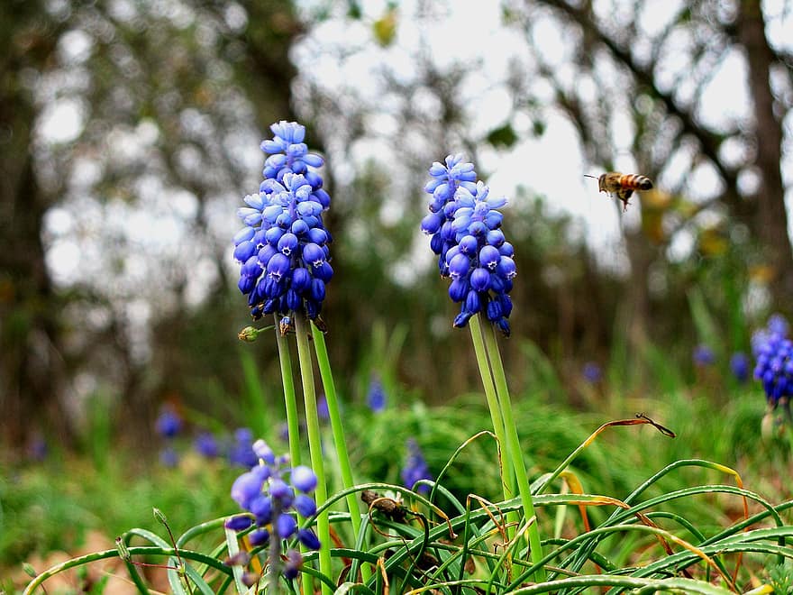 квіти, сині квіти, Виноград садовий-гіацинт, природи
