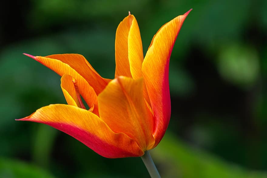 tulipan, blomst, kronblade, forår, blomstre, flor, forårsbloem, plante, flora, natur, baggrund