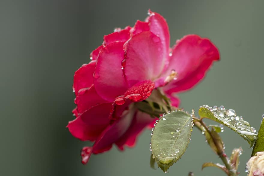 pieauga, lietus pilieni, rozā zieds, zied, zieds