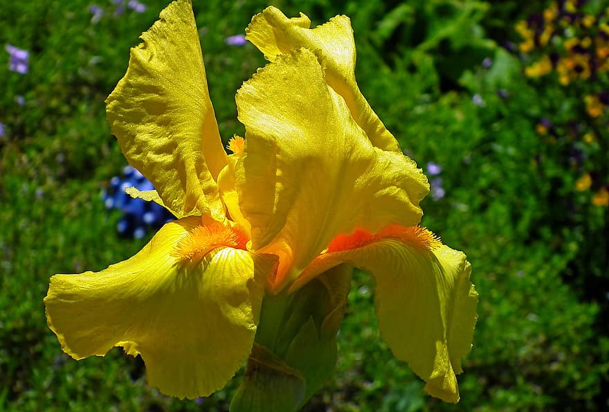 iris, gėlė, geltona, geltonos gėlės, geltonos žiedlapės, žiedas, žydi, flora, gėlininkystė, sodininkystė, botanika