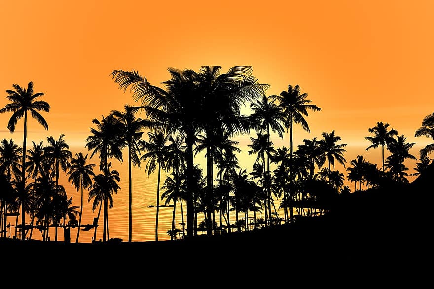 solnedgang, palm, trær, tropisk, landskap, himmel, silhouette