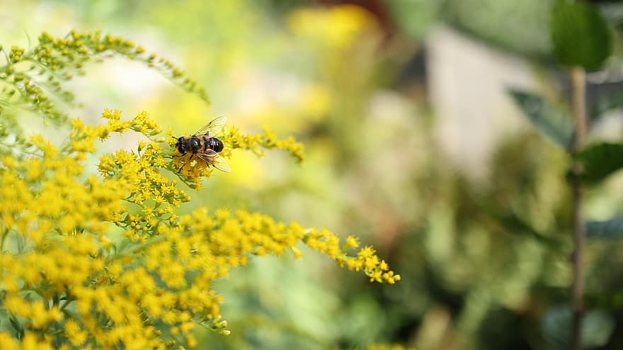 пчела, насекомо, цветя, съцветие, жълти цветя, опрашвам, опрашване, крилато насекомо, ципокрили, ентомология, флора