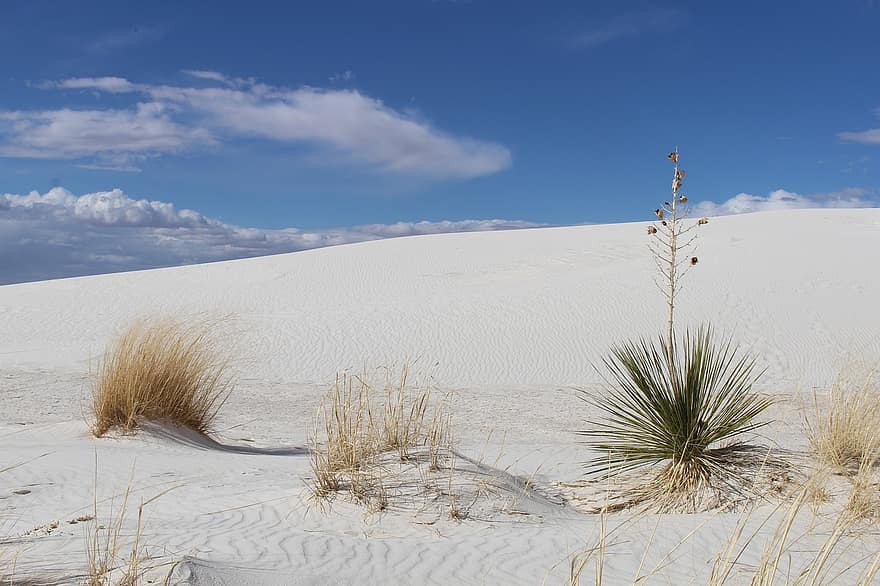 사막, 모래 언덕, 유카, 하얀 모래, 식물, 모래, 자연, 경치, 남서, 알라모 고르도, 뉴 멕시코