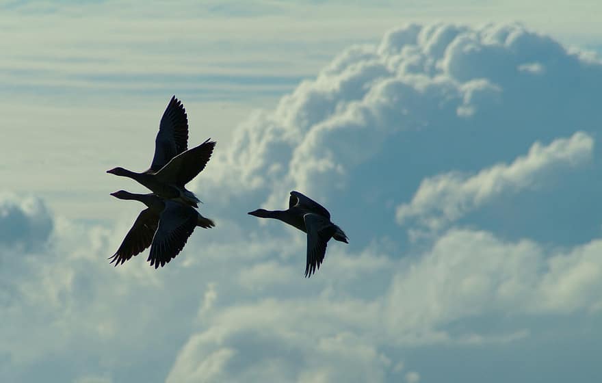 žąsys, paukščių, skrydis, debesys, siluetai, skraidantis, skristi, skraidantys paukščiai, plaukiojančios žąsys, gyvūnų pasaulį, sparnai