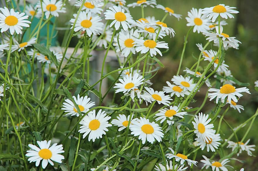 kamomill, blommor, vita blommor, blommor av fältet, sommar, närbild, vita tusensköna, blomma, natur, sommarblommor, ljus