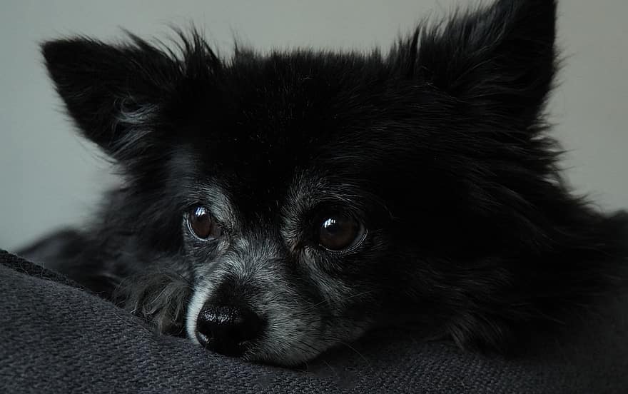 Chihuahua, Animal, Snout, Mammal, Dog, Small Dog, Cute, Emotions, Animal Portrait, Dog Portrait, Portrait