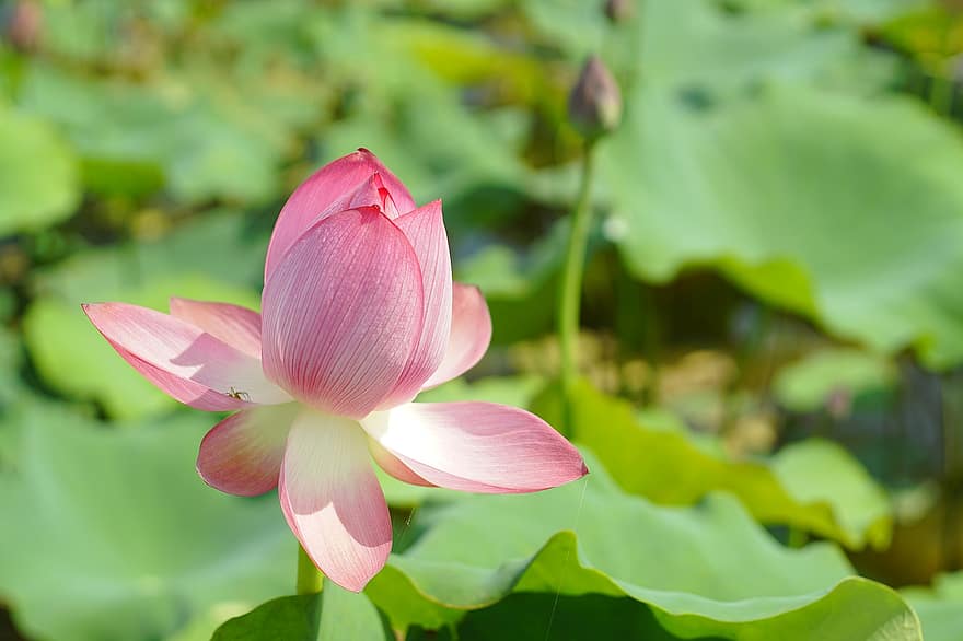 lotus, çiçek, pembe, pembe çiçek, Lotus çiçeği, Çiçek açmak, yaprakları, pembe yaprakları, bitki örtüsü, suda yaşayan bitki, doğa