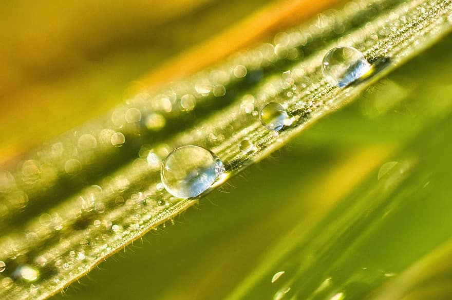 水滴、しずく、雨、水、露、露滴、草、マクロ、緑