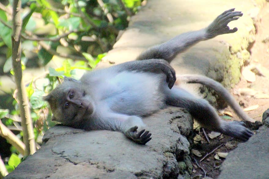 aap, primaat, Bali, Monkey Live, freilebend, apenbos, Ubud, natuur, Äffchen, portret van aap, aandacht