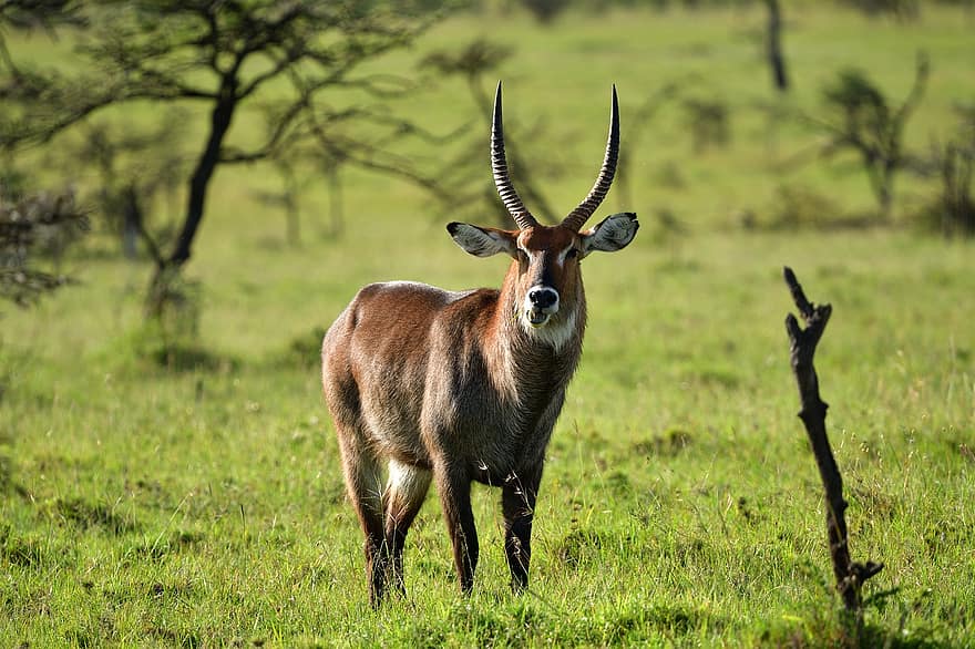 Дефасса Уотербак, животное, масаи мара, Африка, живая природа, млекопитающее, животные в дикой природе, трава, рогатый, сафари животные, заповедник