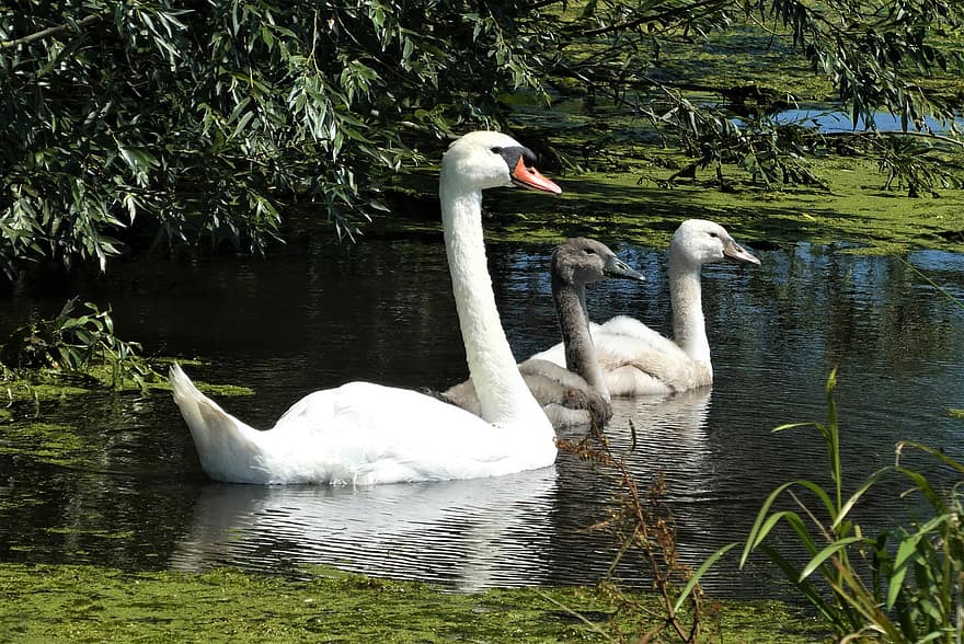 白鳥、若い白鳥、春、家族、水鳥、水泳、オランダの、観察者、池、水、くちばし